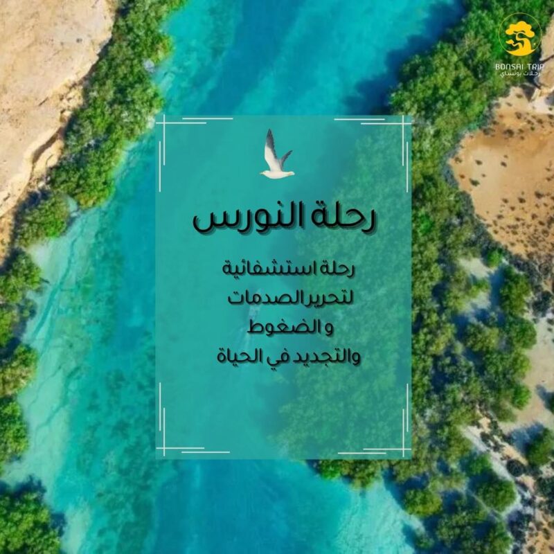 رحلة النورس